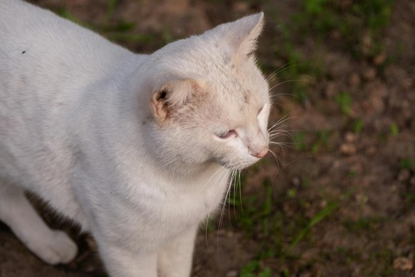 Moderne und langlebige gartenwege: der ultimative leitfaden zu den besten materialien für gartenenthusiasten